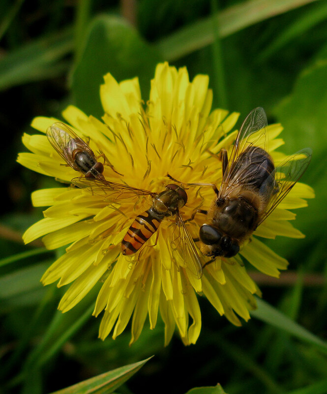 snorzweefvlieggewonesnuitvliegenblindebijoppaardenbloemzouweboezem23102014
