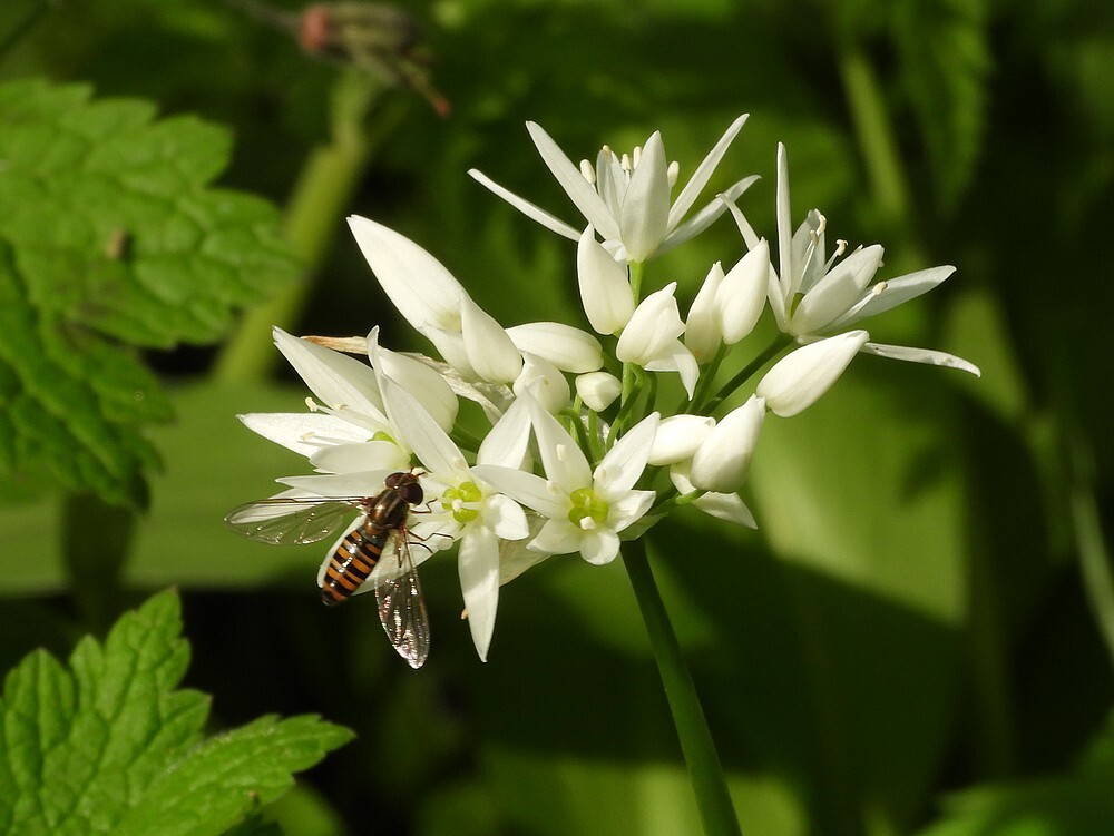 snorzweefvliegopdaslookstinzenhellingbotanischetuinenutrecht12042024