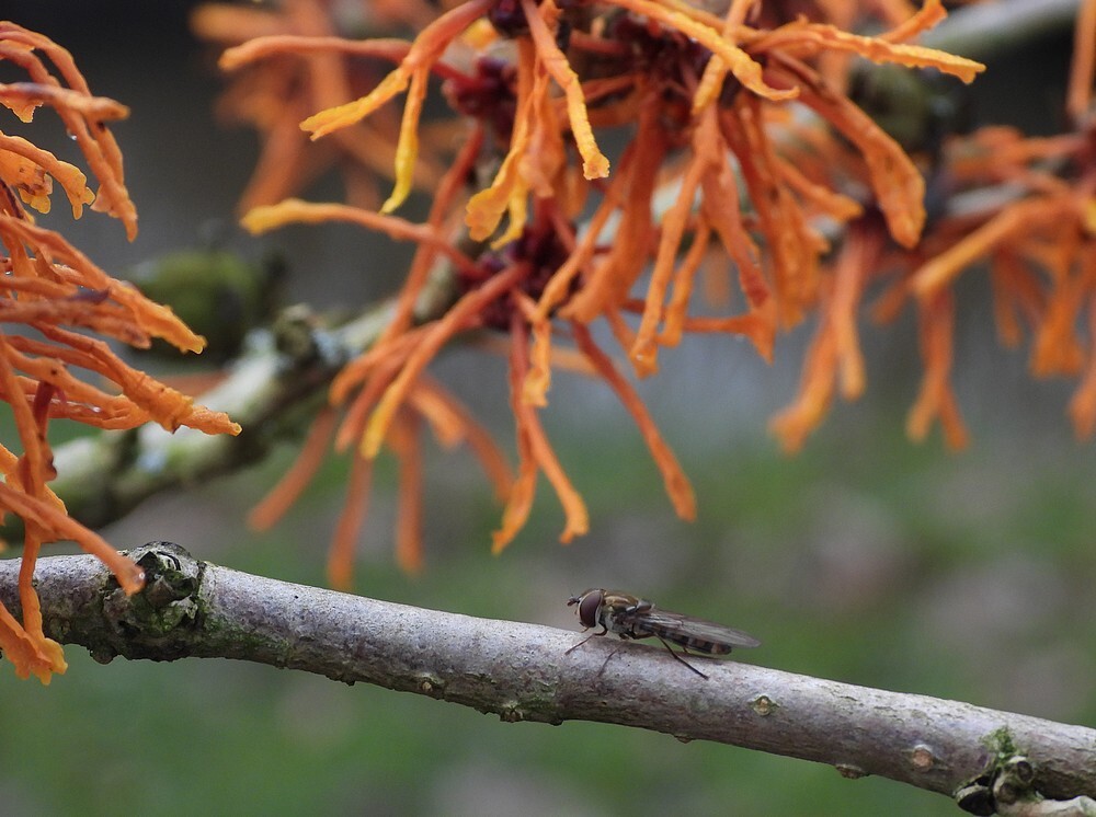 snorzweefvliegoptoverhazelaarbotanischetuinenutrecht12022024