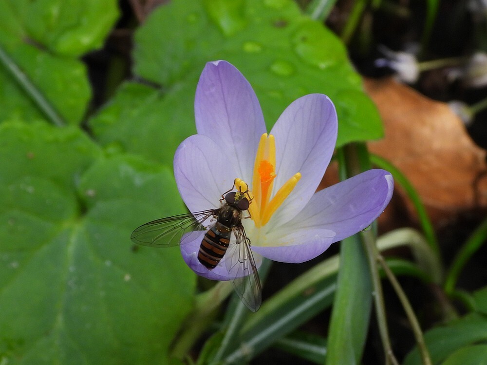 snorzweefvliegvrouwopboerenkrokusstinzenhellingbotanischetuineutrech15022024 1