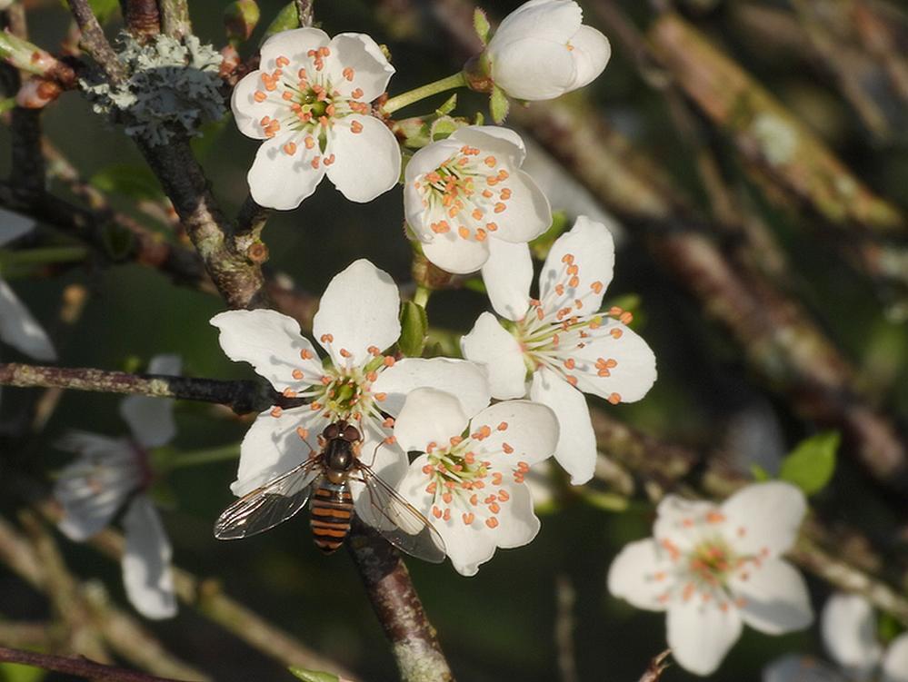 snorzweefvliegvrouwopkerspruimzouweboezemgebied04032026 1