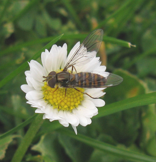 snorzweefvlieg vrouw op madeliefje kasteeltuin vianen 20112009