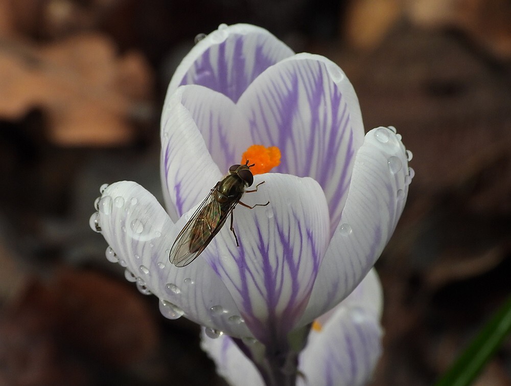 snorzweefvliegvrouwopkrokusstinzenhellingbotanischetuineutrech15022024 2