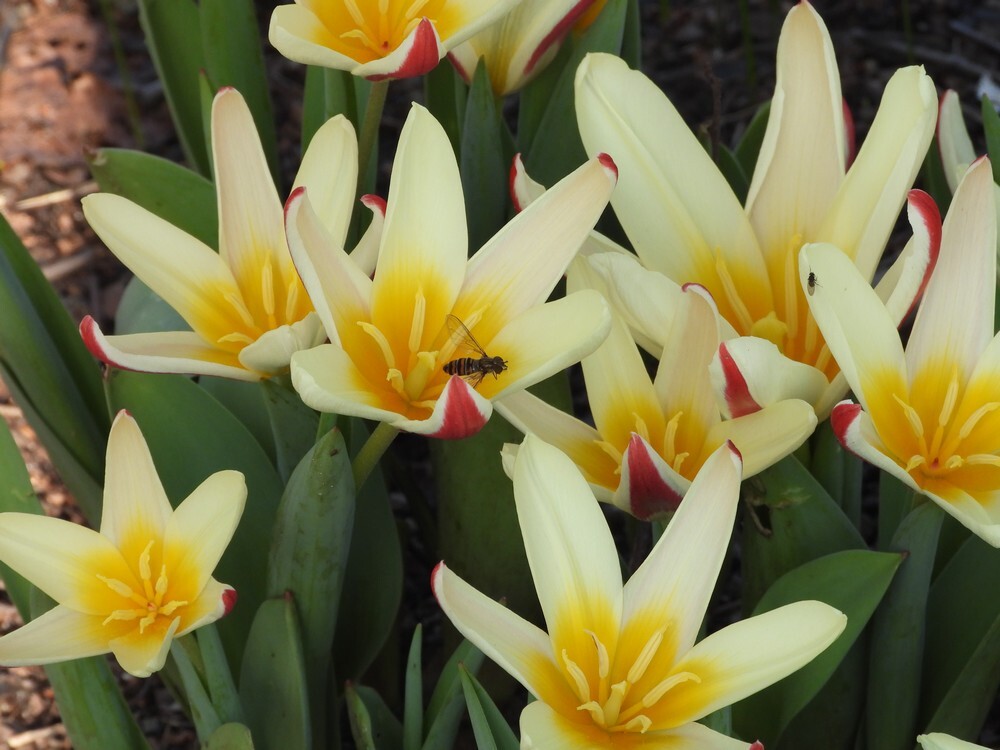 snorzweefvliegvrouwoptulpontdektuinbotanischetuinenutrecht27022024