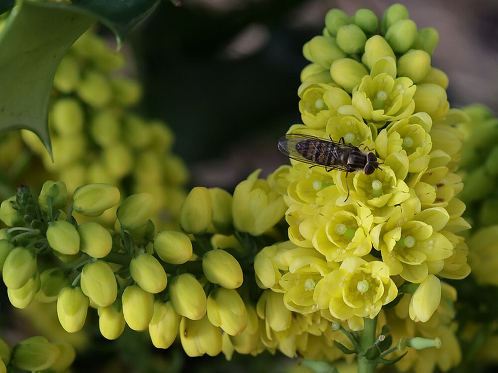 snorzweefvliegvrouwopwintermahoniavoortuinmeerkerk26122023