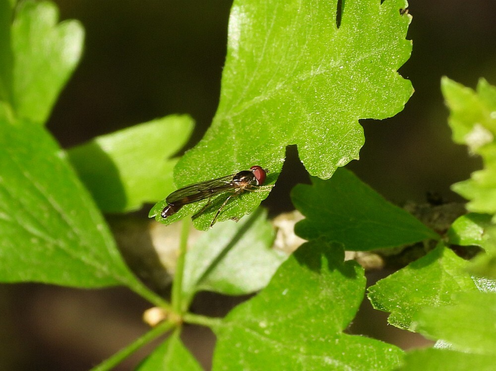 vliegendespeldmanbuitenfortbotanischetuinenutrecht14042024