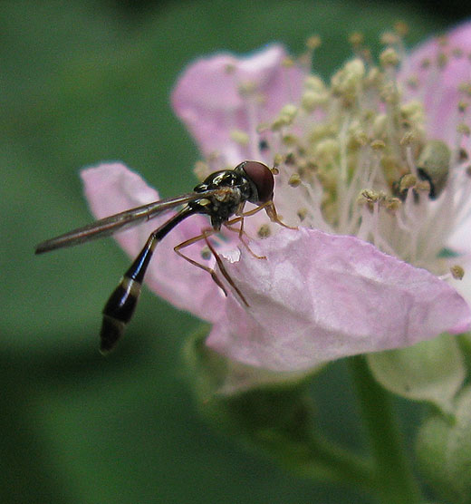 vliegendespeldvrouwopbraamviaansebos17062011 1