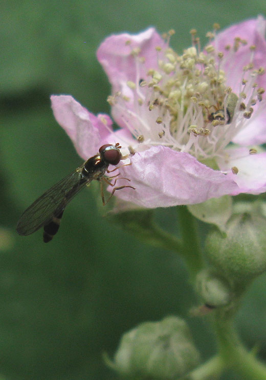 vliegendespeldvrouwopbraamviaansebos17062011 2