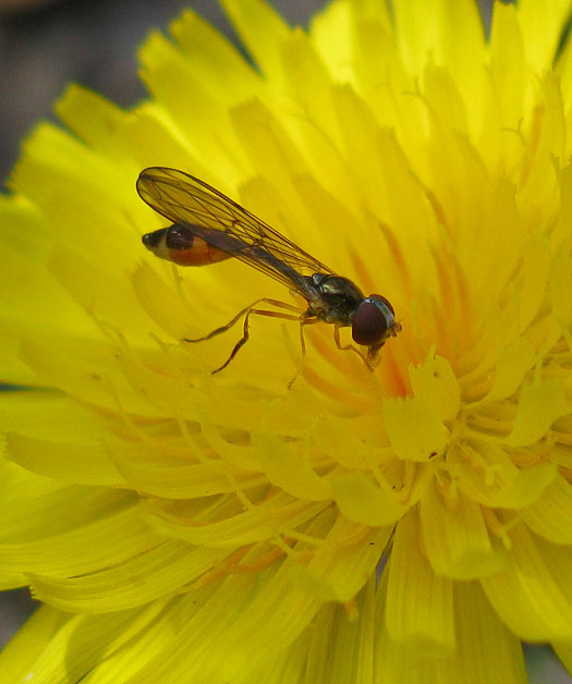 vliegendespeldvrouwoppaardenbloemnatuurlijkutrecht24092011 2