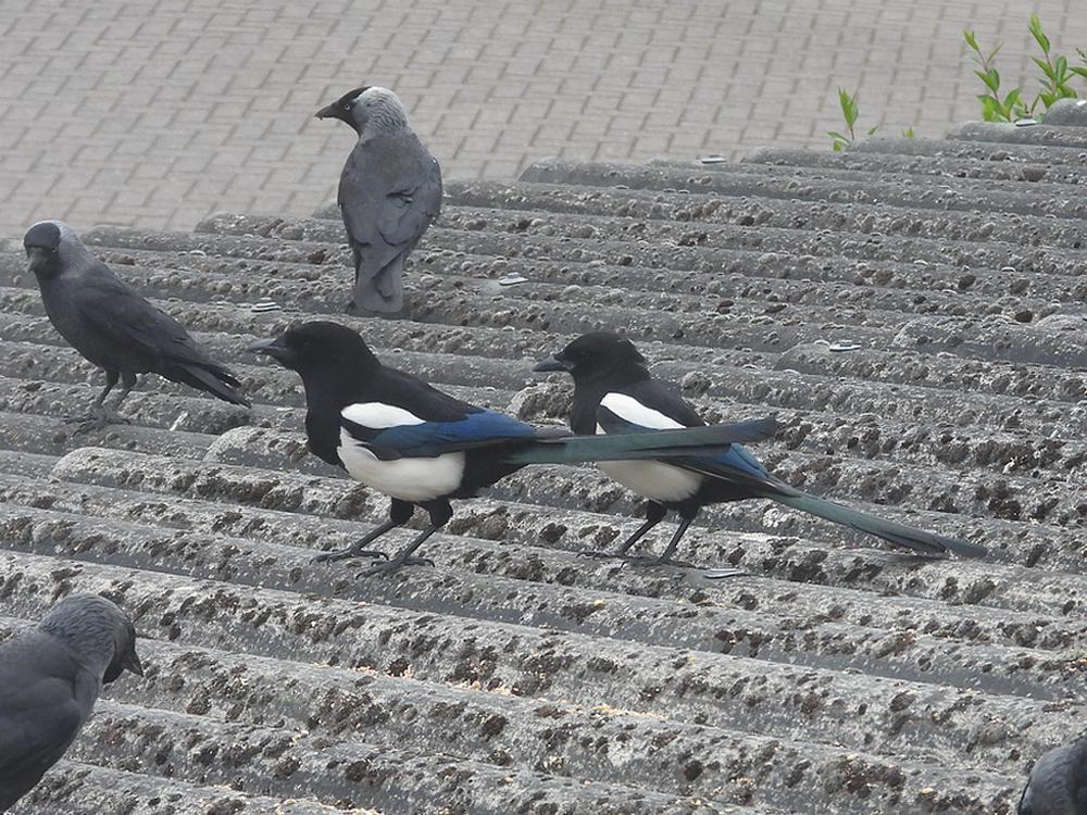 eksterpaarvoerplaatsschuurdakmeerkerk12052026