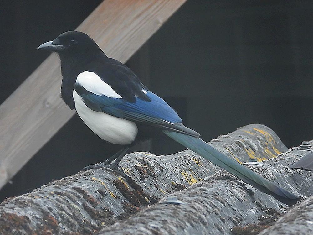 ekstervoerplaatsschuurdakmeerkerk06052026