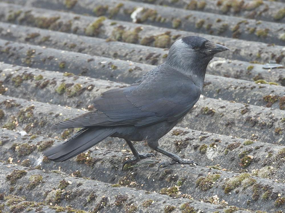 kauwblindvoerplaatsschuurdakmeerkerk17052026