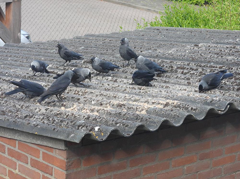 kauwen10ex.hoogsteaantalvoerplaatsschuurdakmeerkerk13052026