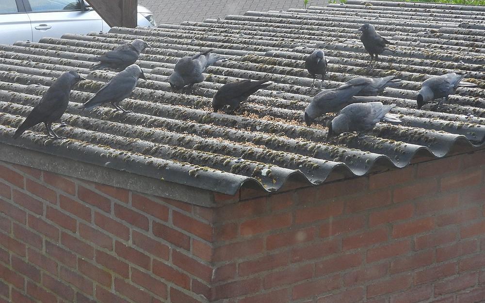 kauwen11exhoogsteaantalvoerplaatsschuurdakmeerkerk14052026 2