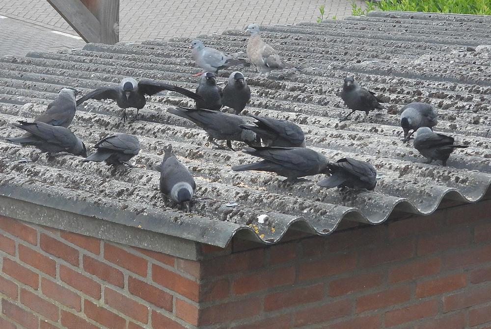 kauwen11exhoogsteaantalvoerplaatsschuurdakmeerkerk14052026 2