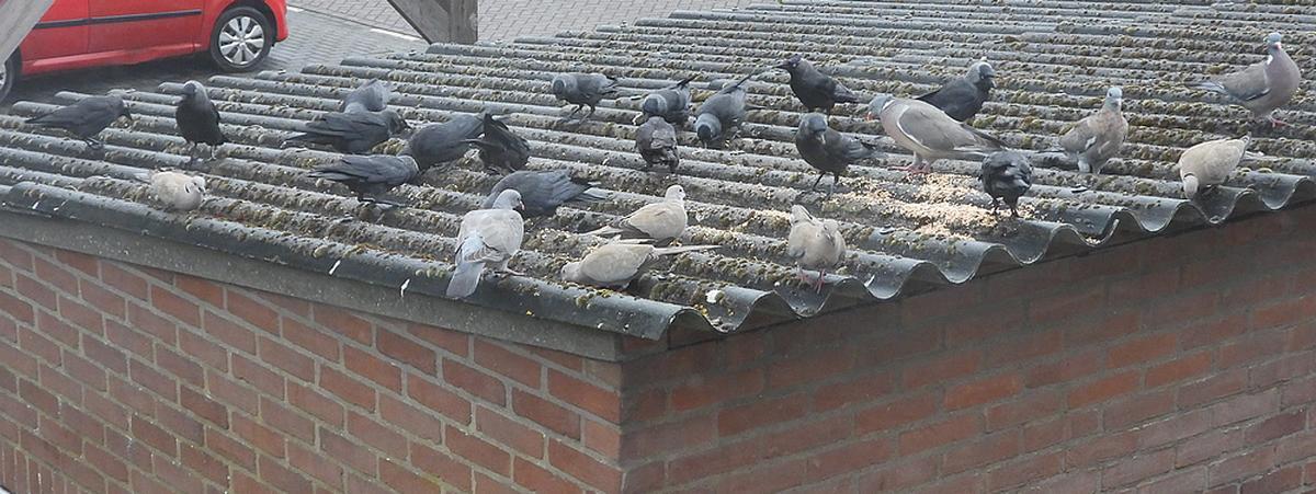kauwen16exhoogsteaantalvoerplaatsschuurdakmeerkerk19052026