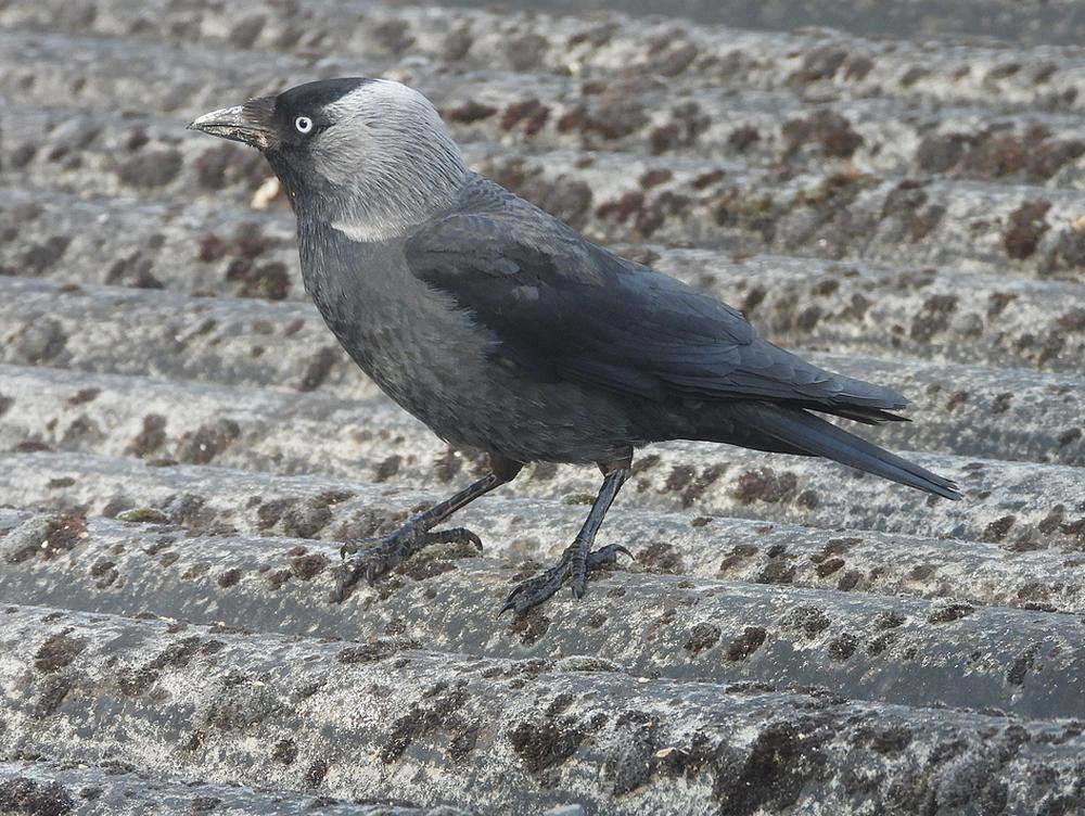 kauwvoerplaatsschuurdakmeerkerk10052026