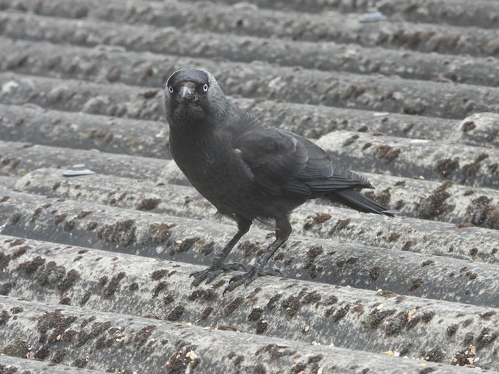 kauwvoerplaatsschuurdakmeerkerk16052026 2