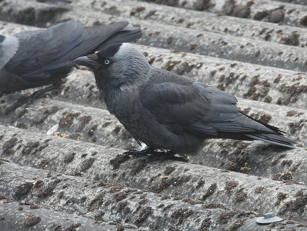 kauwvoerplaatsschuurdakmeerkerk17052026 12