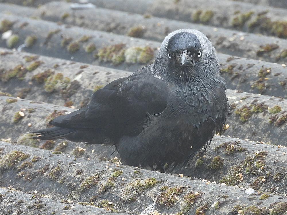 kauwvoerplaatsschuurdakmeerkerk17052026 3