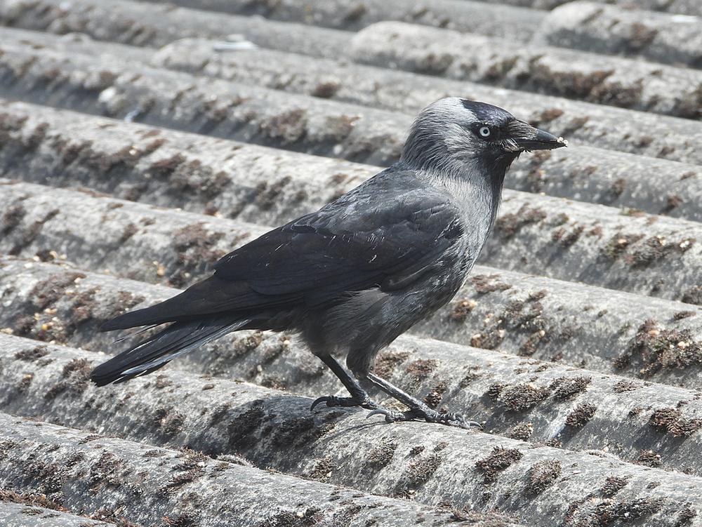 kauwvoerplaatsschuurdakmeerkerk17052026 8