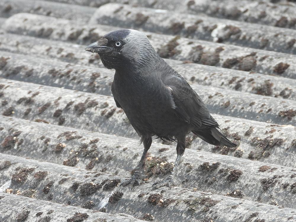 kauwvoerplaatsschuurdakmeerkerk17052026 9