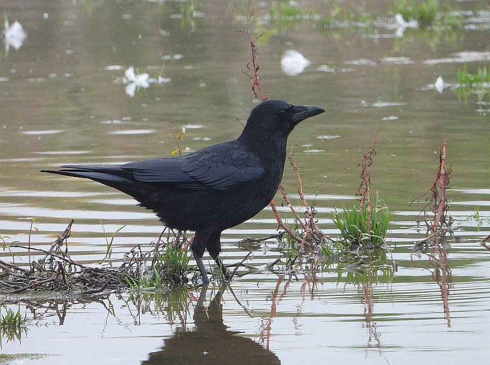 raafenzwartekraaiharselaar12112021 2