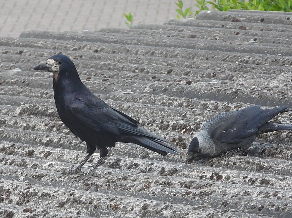 roekenkauwvoerplaatsschuurdakmeerkerk10052026