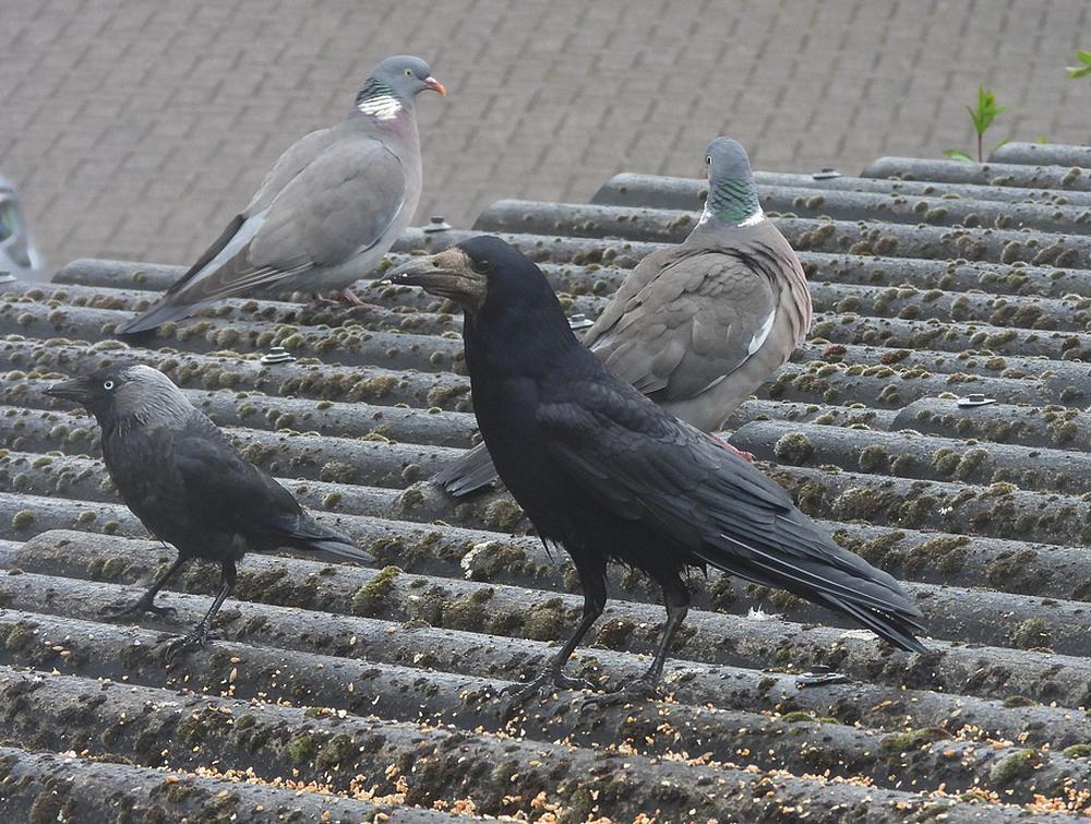 roekkauwenhoutduifvoerplaatsschuurdakmeerkerk14052026
