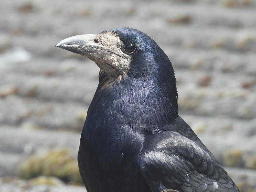 roekvoederplaatsschuurdakmeerkerk15052026 4