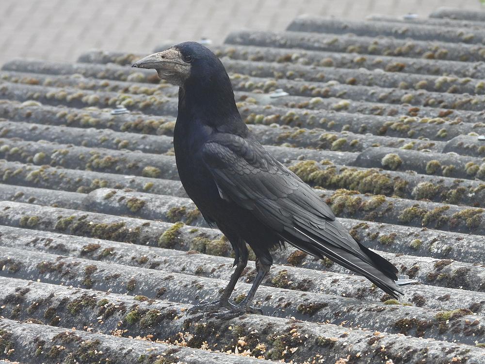 roekvoerplaatsschuurdakmeerkek14052026 2