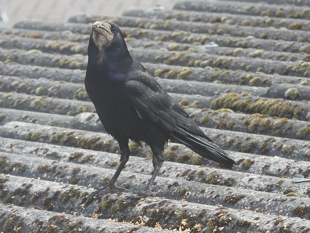 roekvoerplaatsschuurdakmeerkek14052026 4