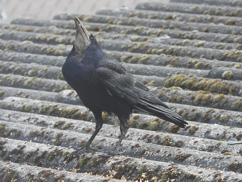 roekvoerplaatsschuurdakmeerkek14052026 5
