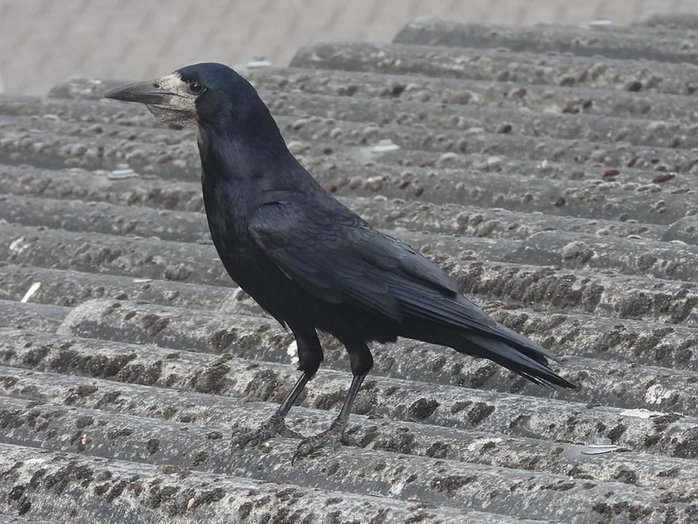 roekvoerplaatsschuurdakmeerkerk10052026
