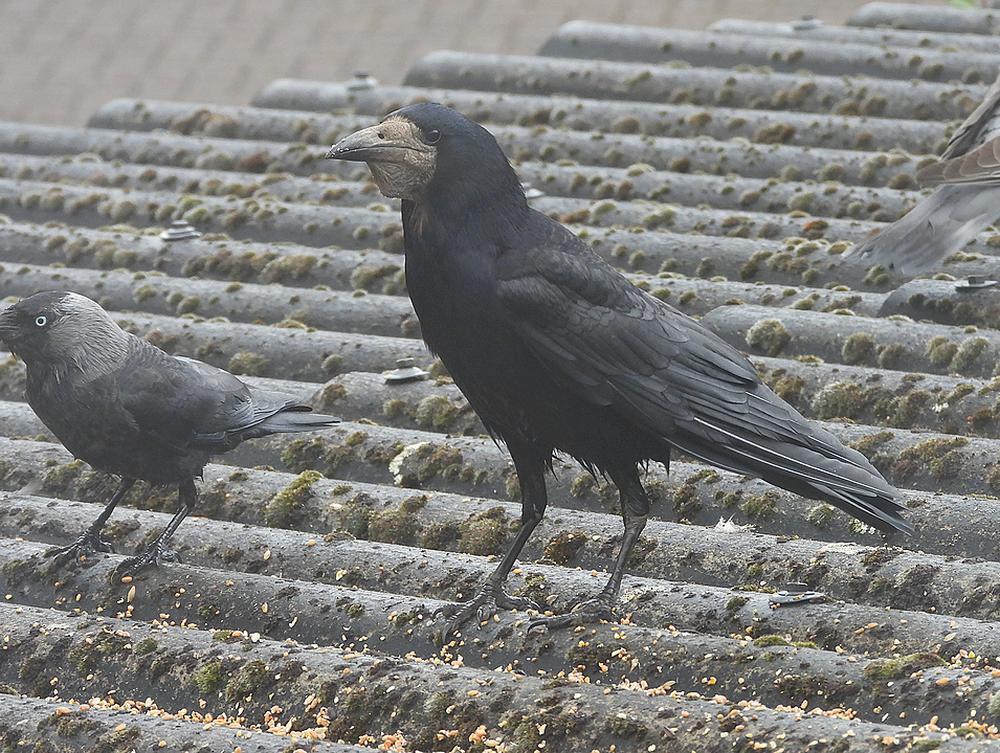 roekvoerplaatsschuurdakmeerkerk14052026