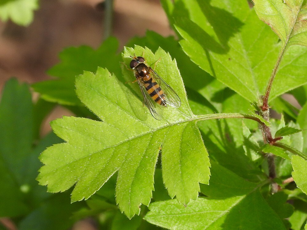 spitselfjevrouwbuitenfortbotanischetuinenutrecht14042024