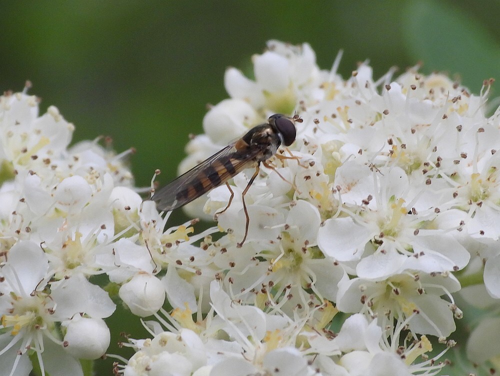 spitselfjevrouwopwildelijsterbesbuitenfortbotanischetuinenutrecht18042024