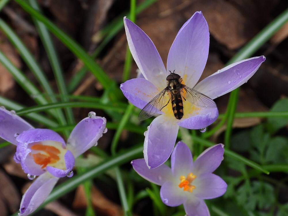 variabelelfjemanopkrokusstinzenhellingbotanischetuineutrech15022024 1