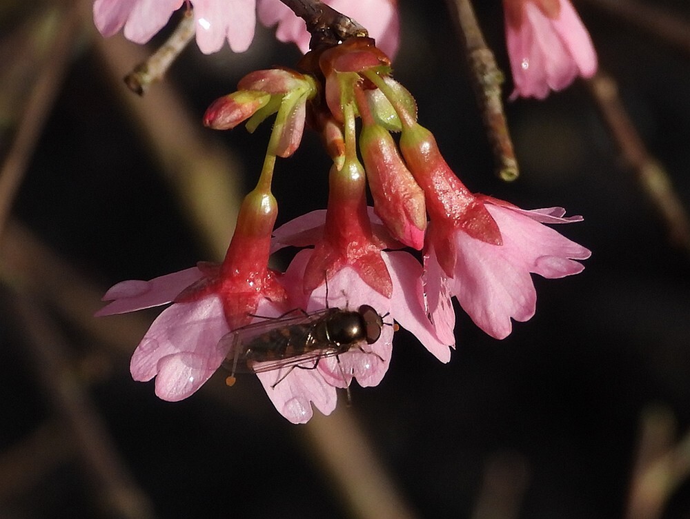 variabelelfjemanopjapansesierkersbotanischetuinenutrecht15022024 2