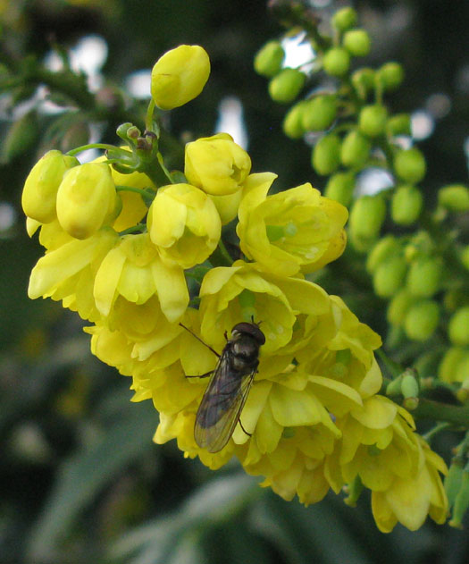 variabel elfje man op wintermahonia meerkerk 26122011