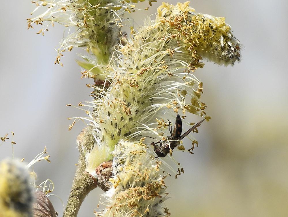 variabelelfjeopwilgenbloesemzouweboezemgebied15032026