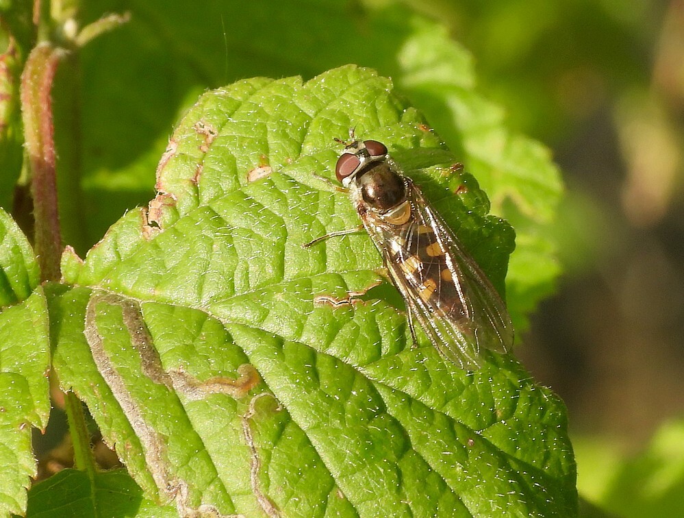 variabelelfjevrouwbotanischetuinenutrecht11052024