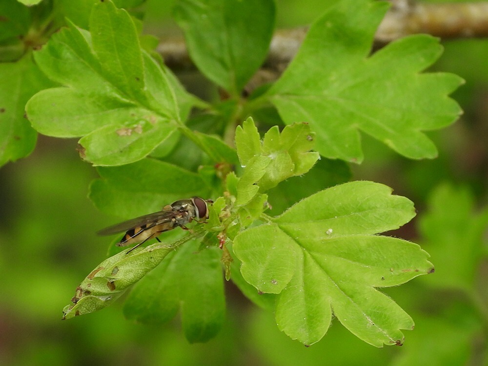 variabelelfjevrouwbuitenfortbotanischetuinenutrecht08042024