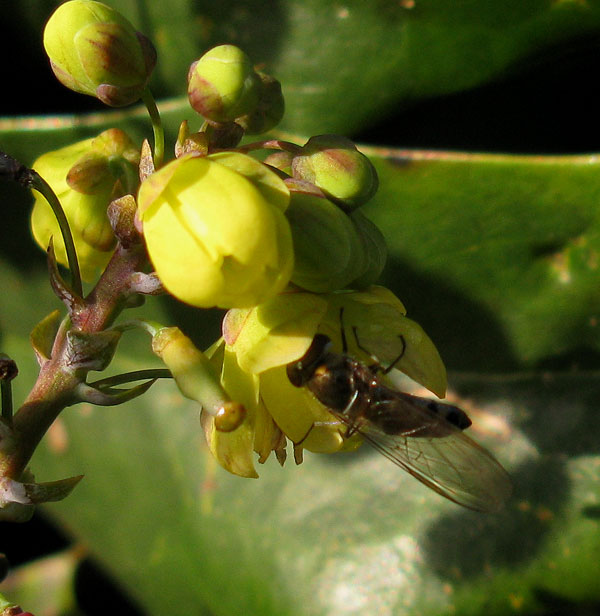 variabelelfjevrouwopwintermahoniameerkerk04012015