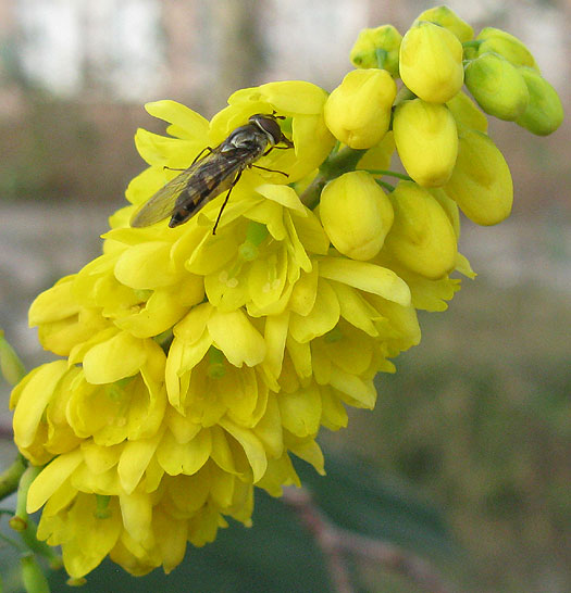 variabel elfje vrouw op wintermahonia meerkerk 26122011