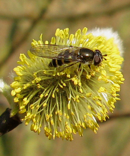 wilgenelfjevrouwopgrauwewilgutrechtseheuvelrug12032014 1