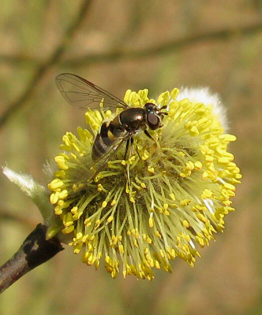 wilgenelfjevrouwopgrauwewilgutrechtseheuvelrug12032014 2