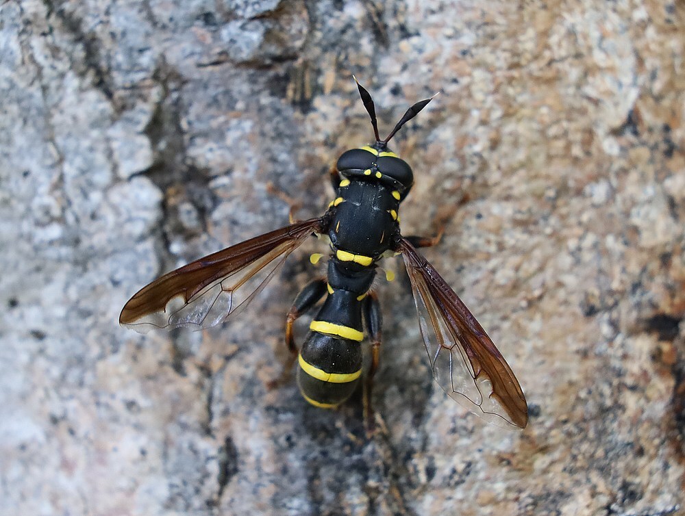 grotefopblaaskopmankasteeloudherlaersintmichielsgestel06062023 1