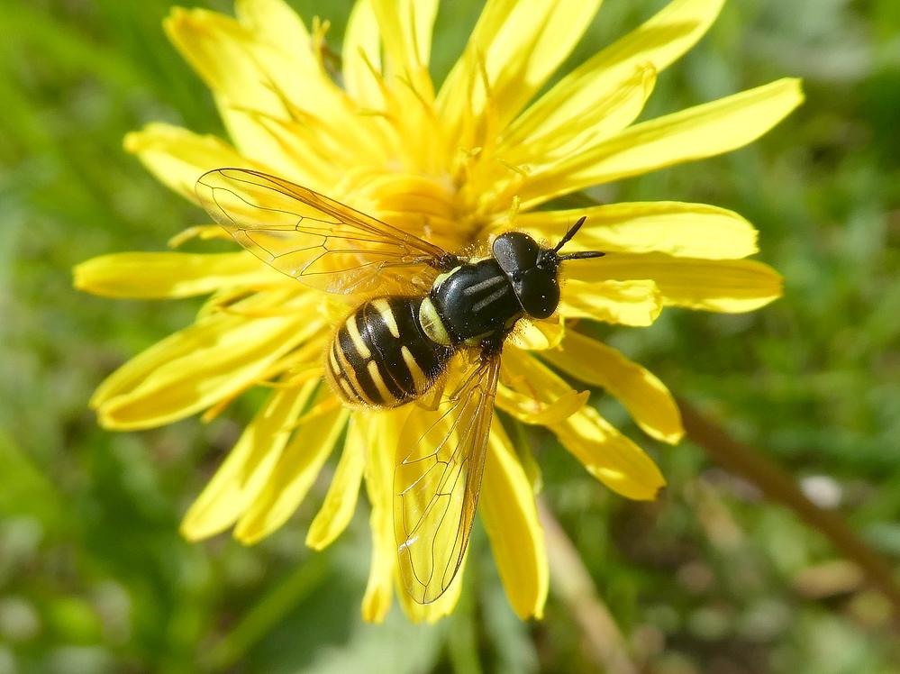 bollefopwespmanoppaardenbloemperlenbach25052019 1