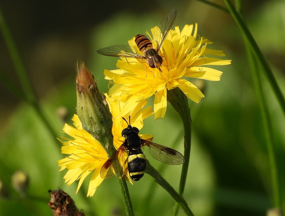 donkerefopwespensnorzweefvliegvrouwenbotanischetuinenutrecht24072024